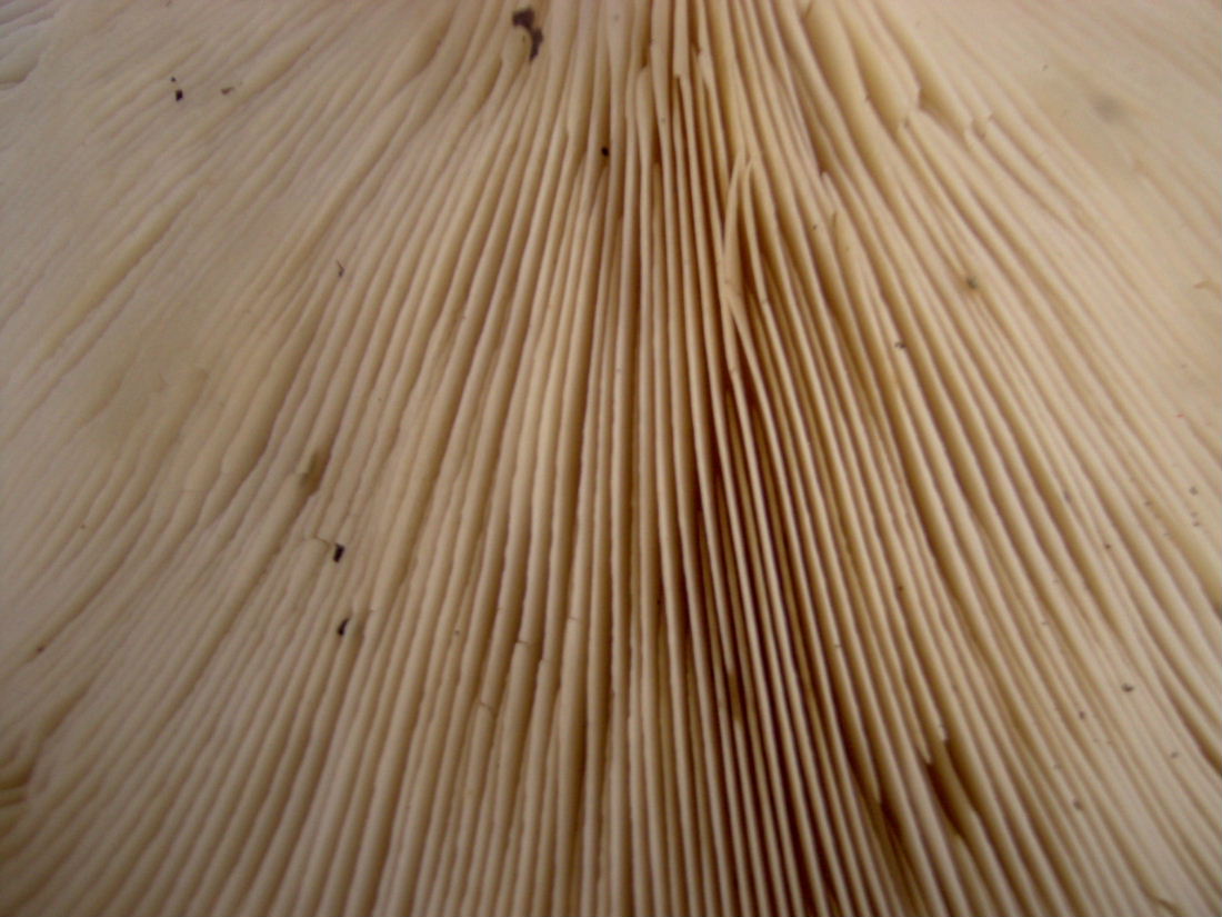 25-11-06 Monti Cimini (VT)